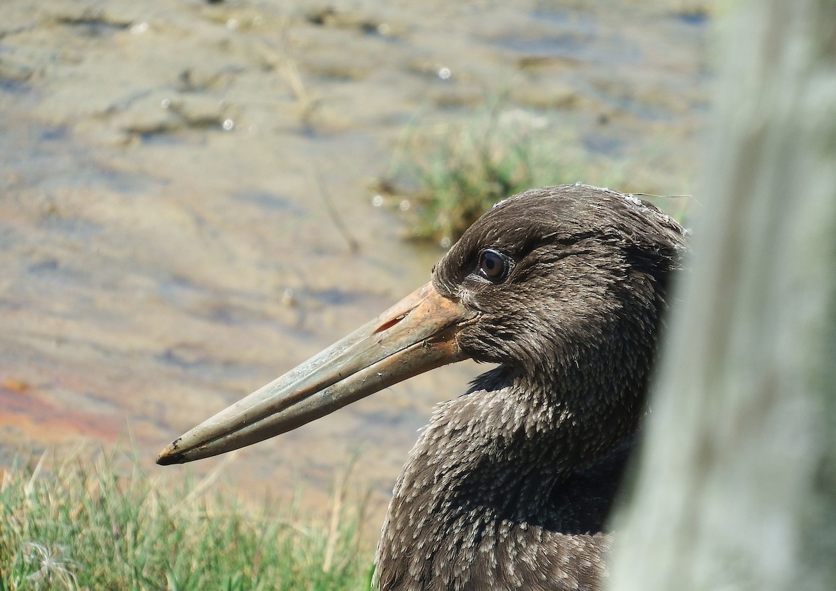 Хар өрөвтас - ML645617968