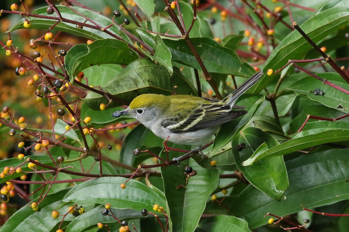 Chestnut-sided Warbler - ML645617969
