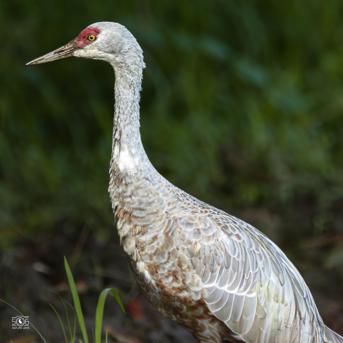 Sandhill Crane - ML645617974