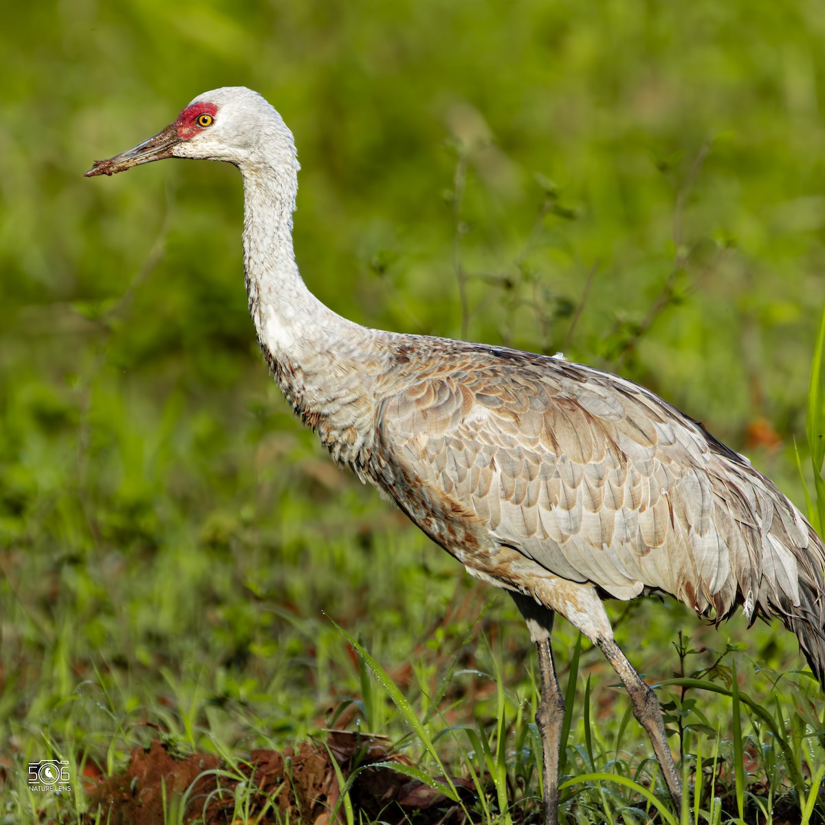 Sandhill Crane - ML645617975