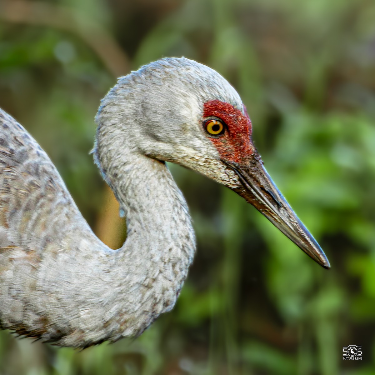 Sandhill Crane - ML645617976