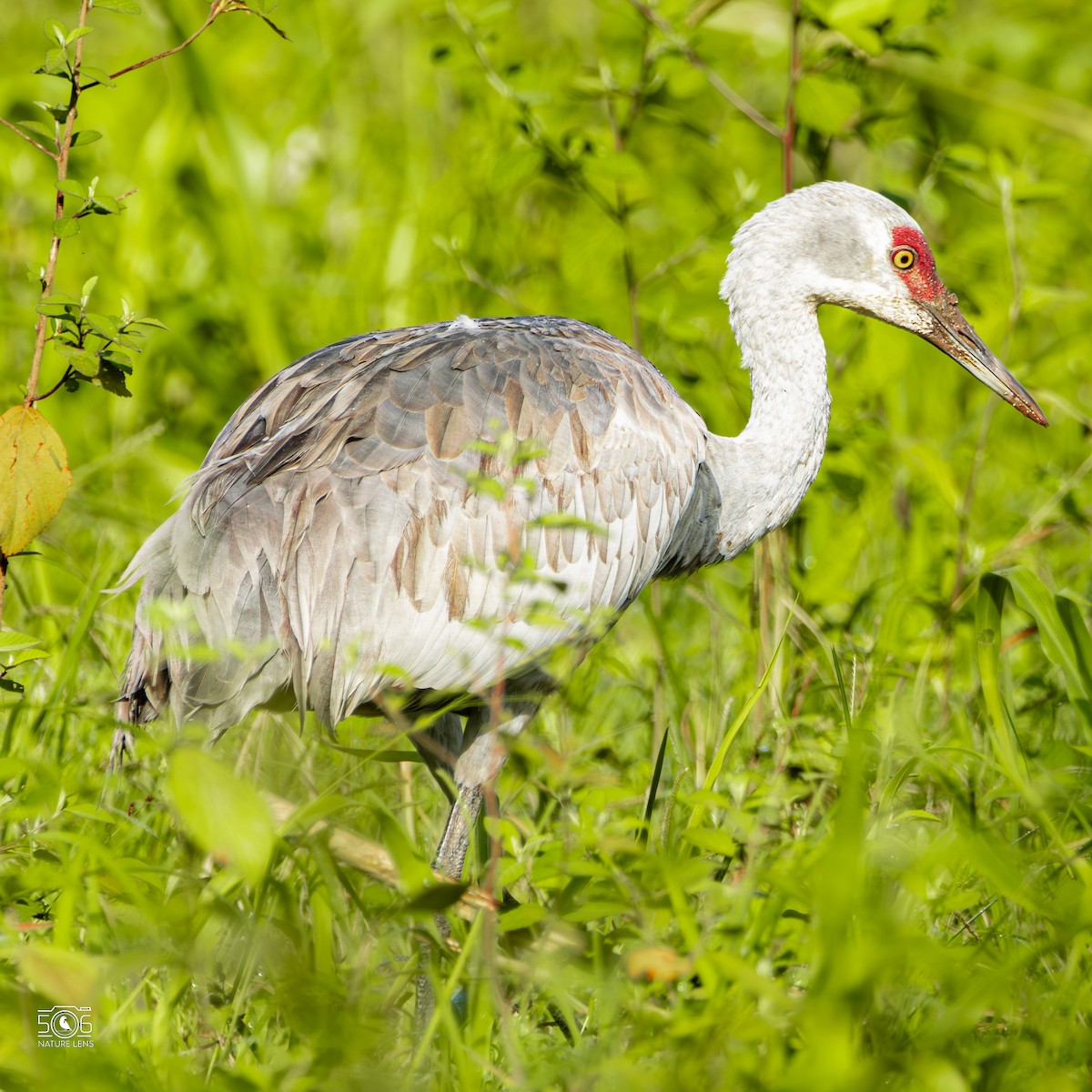 Sandhill Crane - ML645617977