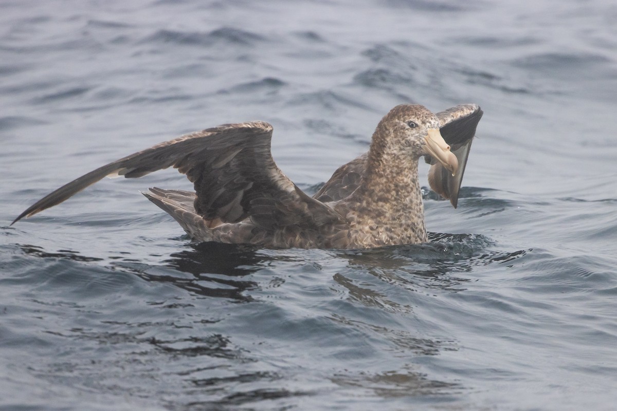 Northern Giant-Petrel - ML645617984