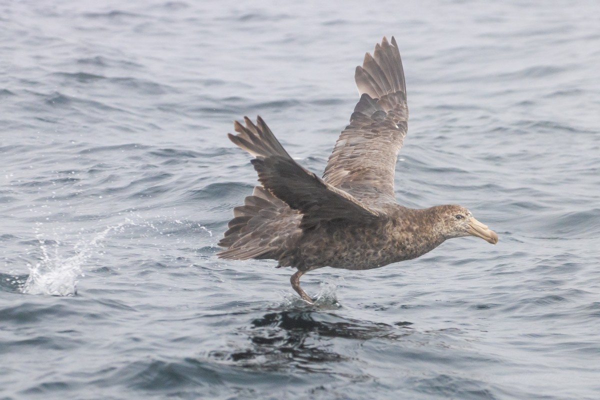 Northern Giant-Petrel - ML645617985