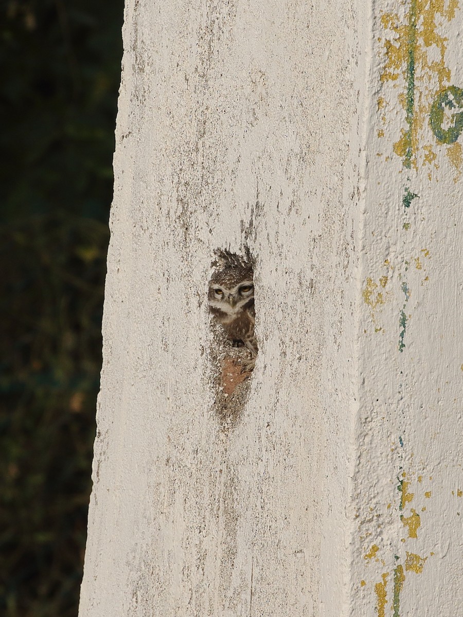 Spotted Owlet - ML645617986