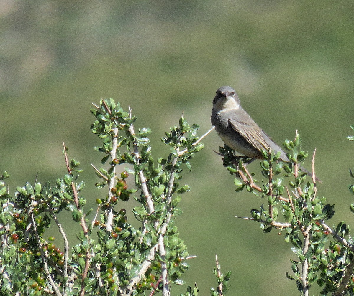 Diuca Finch - ML645617993