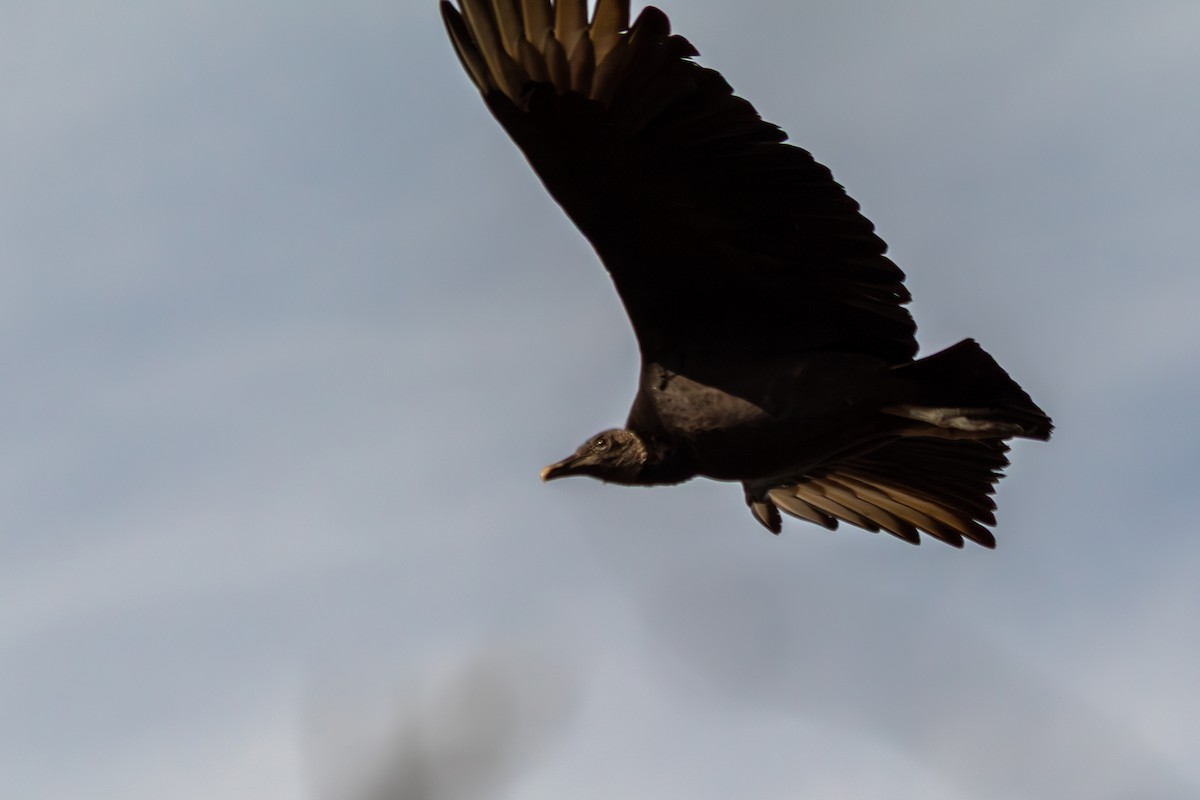 Black Vulture - ML645617999