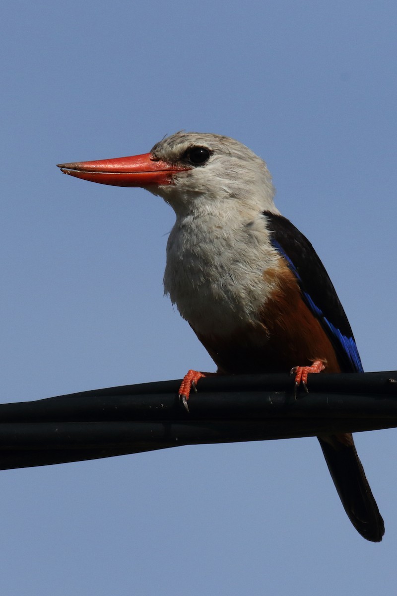 Martin-chasseur à tête grise - ML645618002
