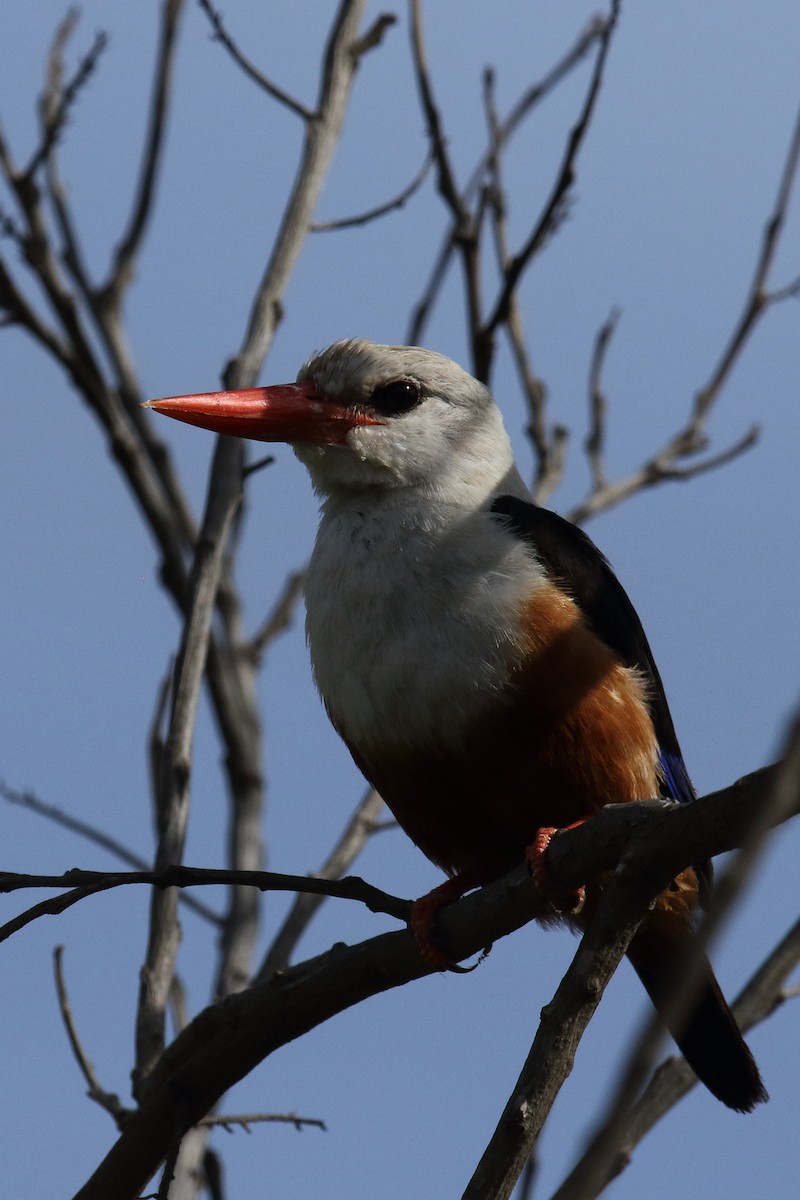 Martin-chasseur à tête grise - ML645618003