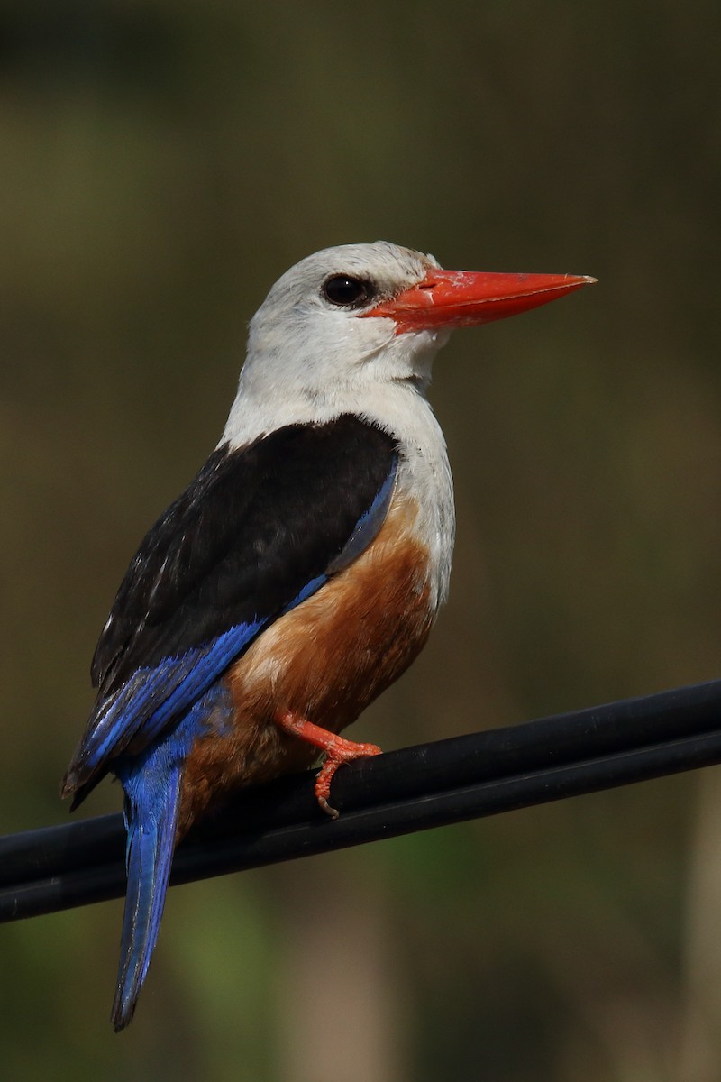 Martin-chasseur à tête grise - ML645618004