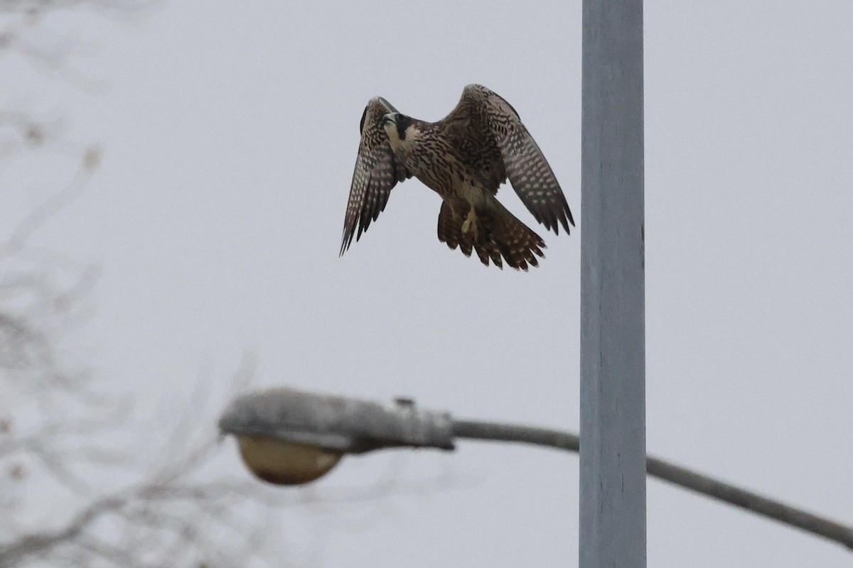 Peregrine Falcon - ML645618009