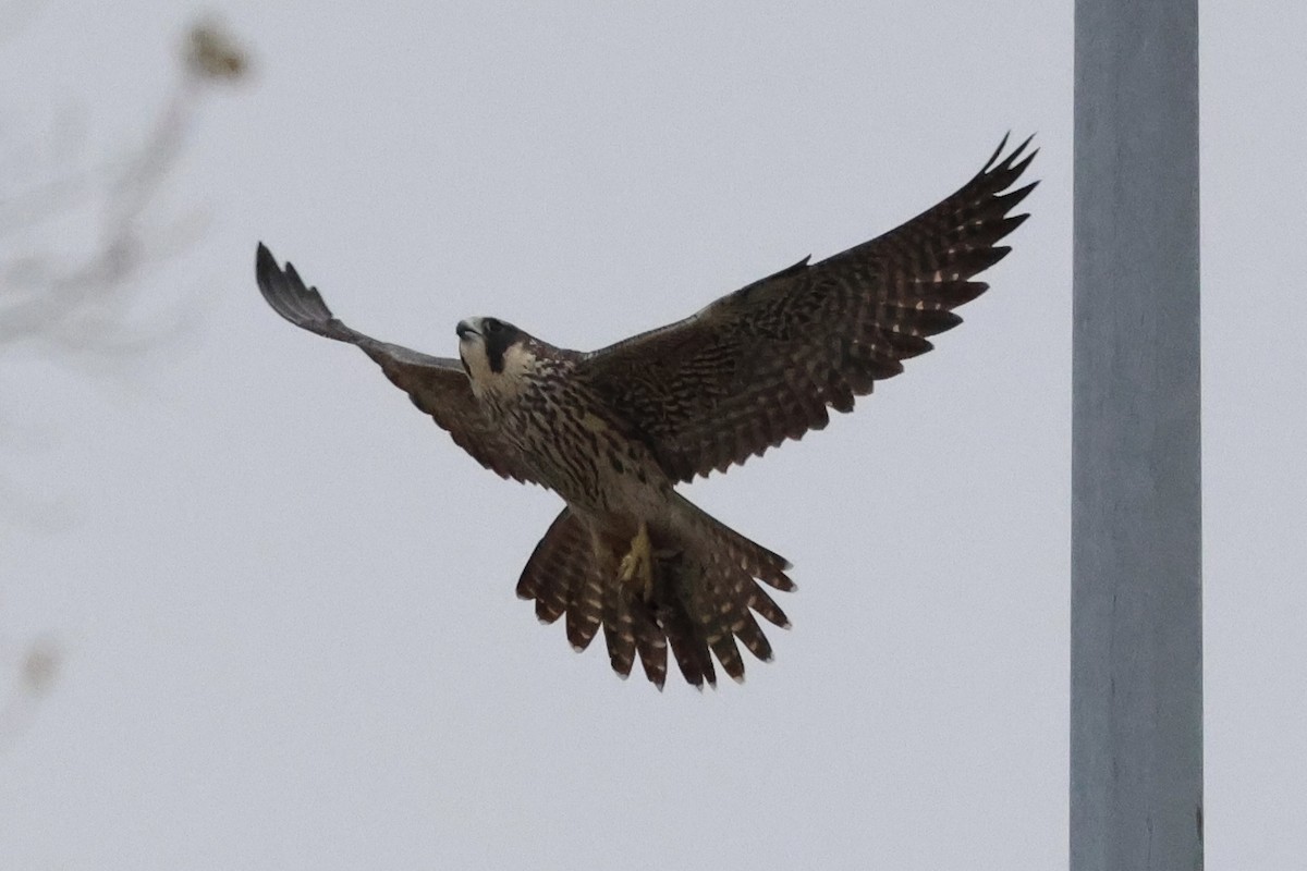 Peregrine Falcon - ML645618010