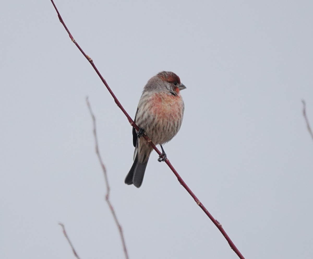 House Finch - ML645618026