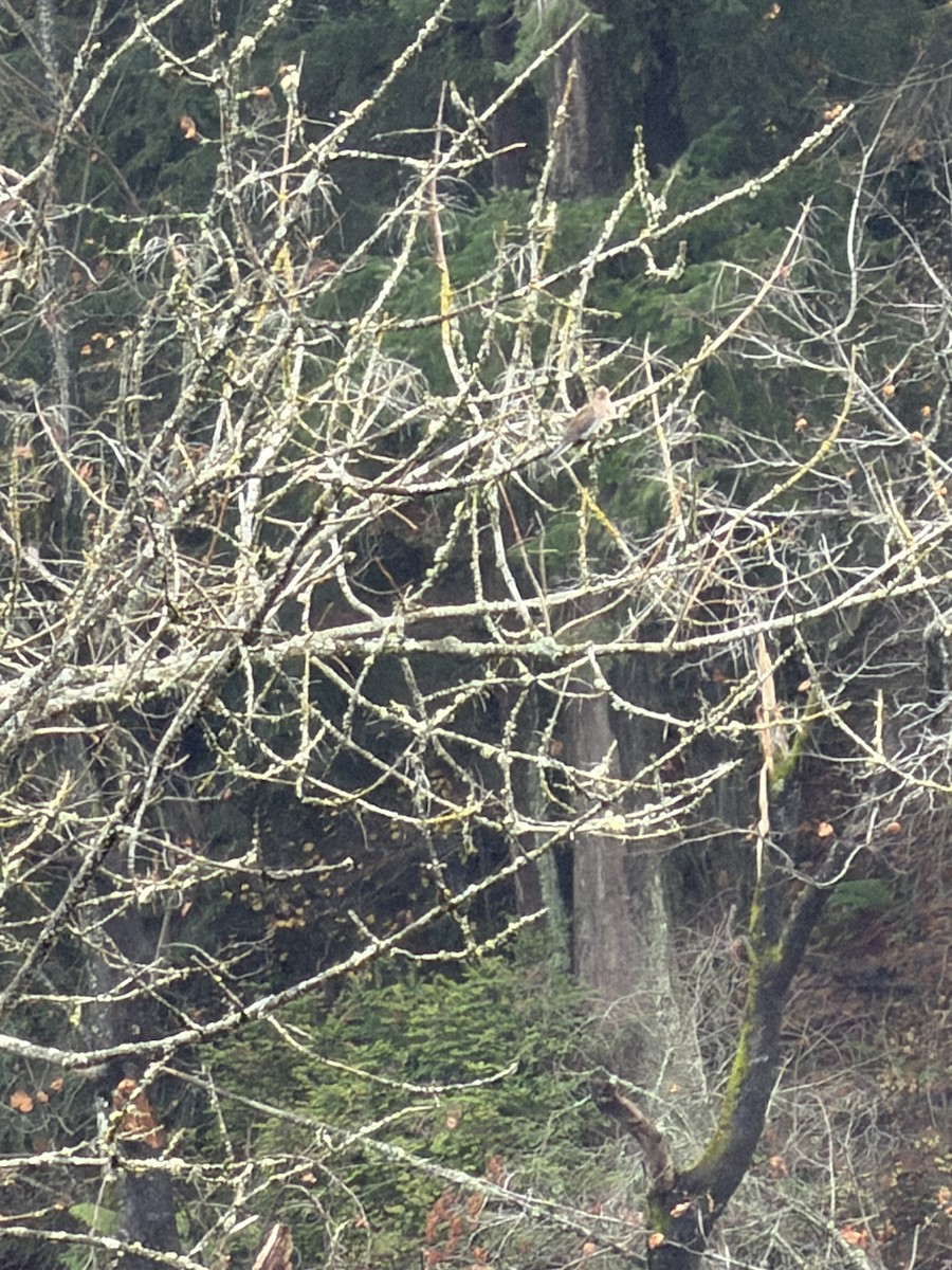 ナゲキバト - ML645618027