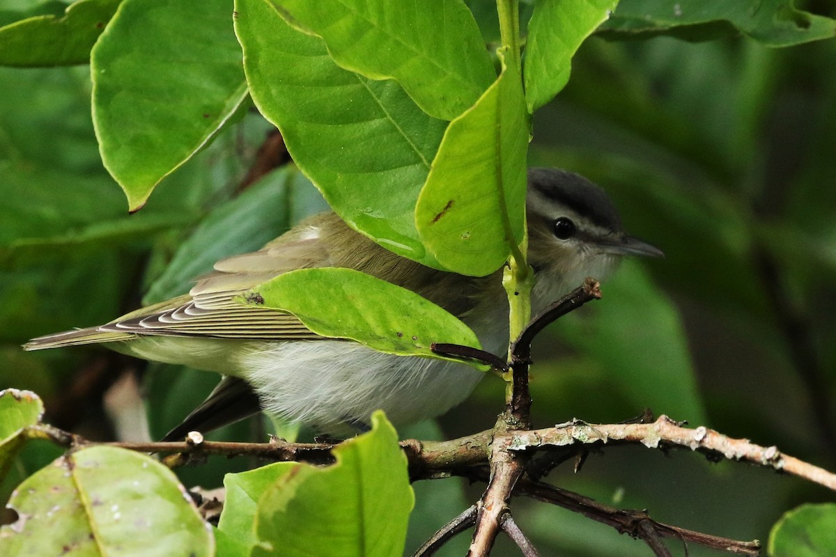 Красноглазый виреон - ML645618032