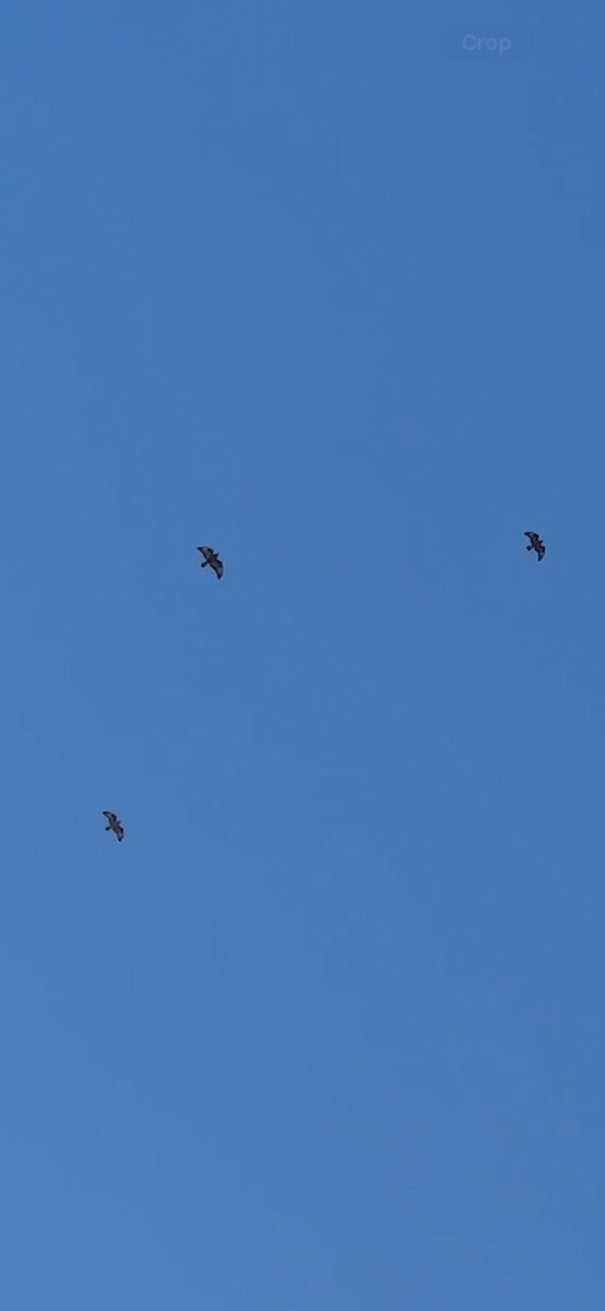 Common Buzzard - ML645618052