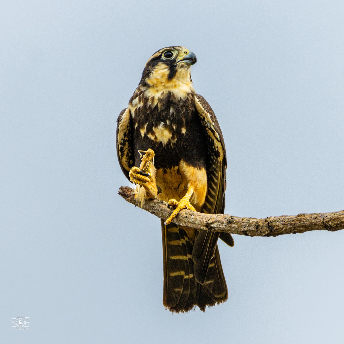 Aplomado Falcon - ML645618053