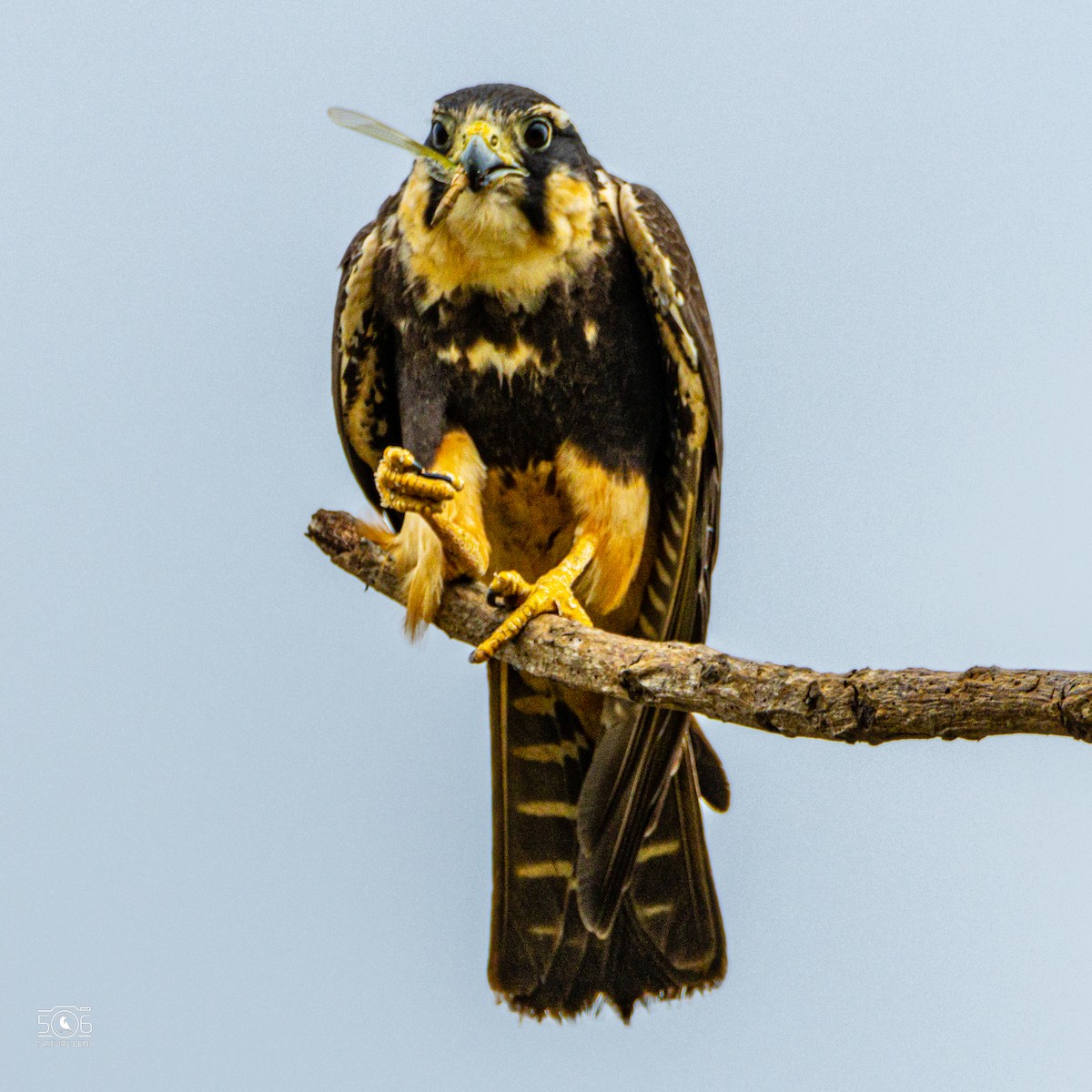 Aplomado Falcon - ML645618054