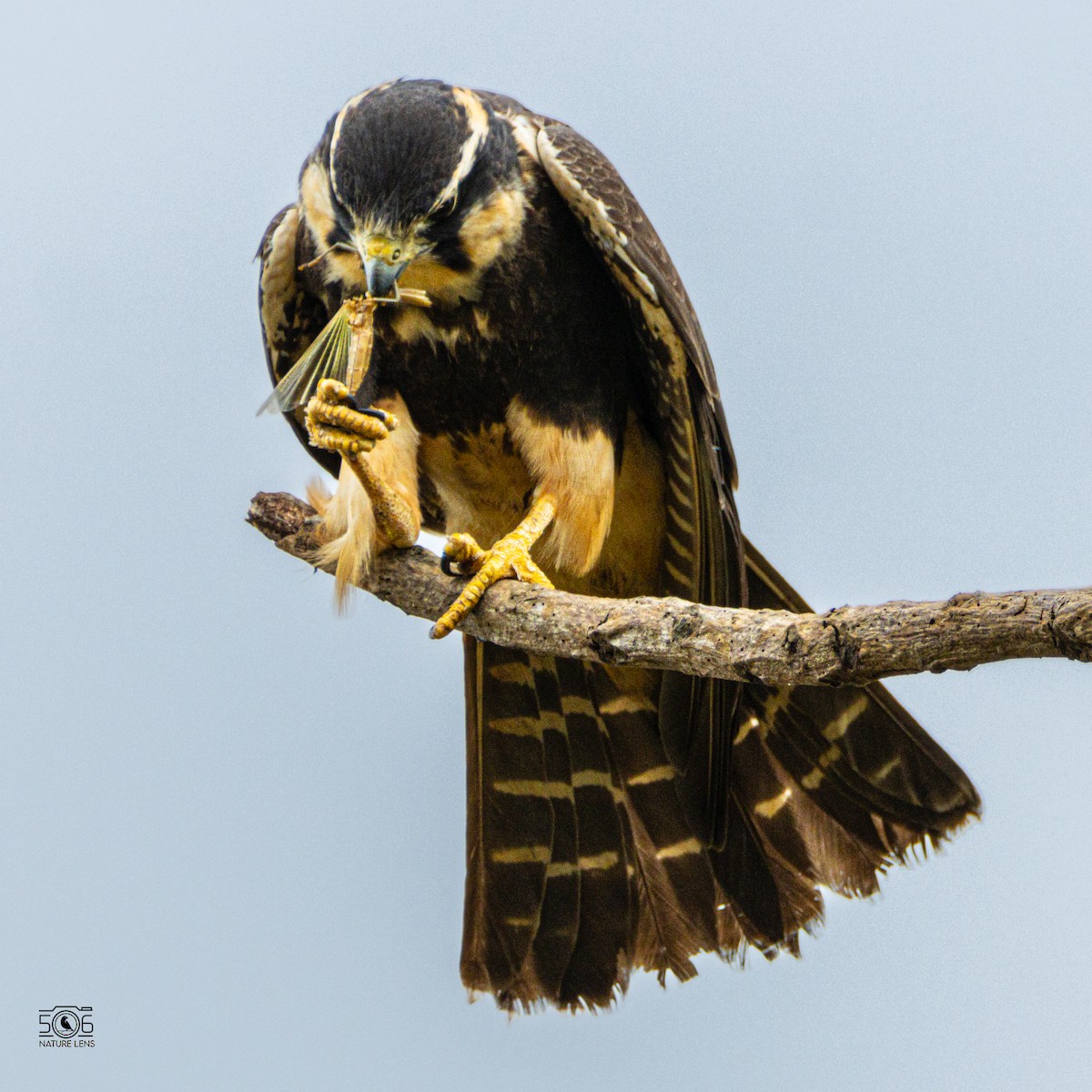 Aplomado Falcon - ML645618055