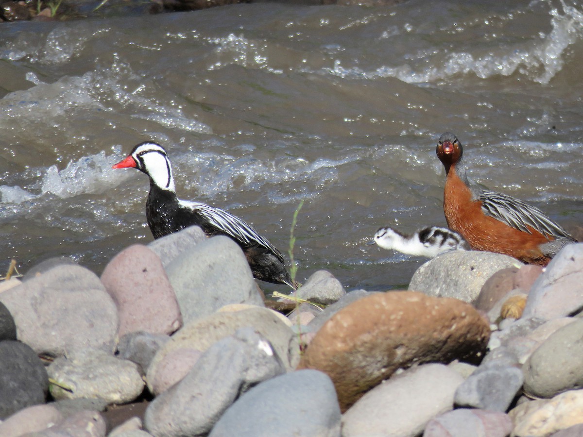 Torrent Duck - ML645618073