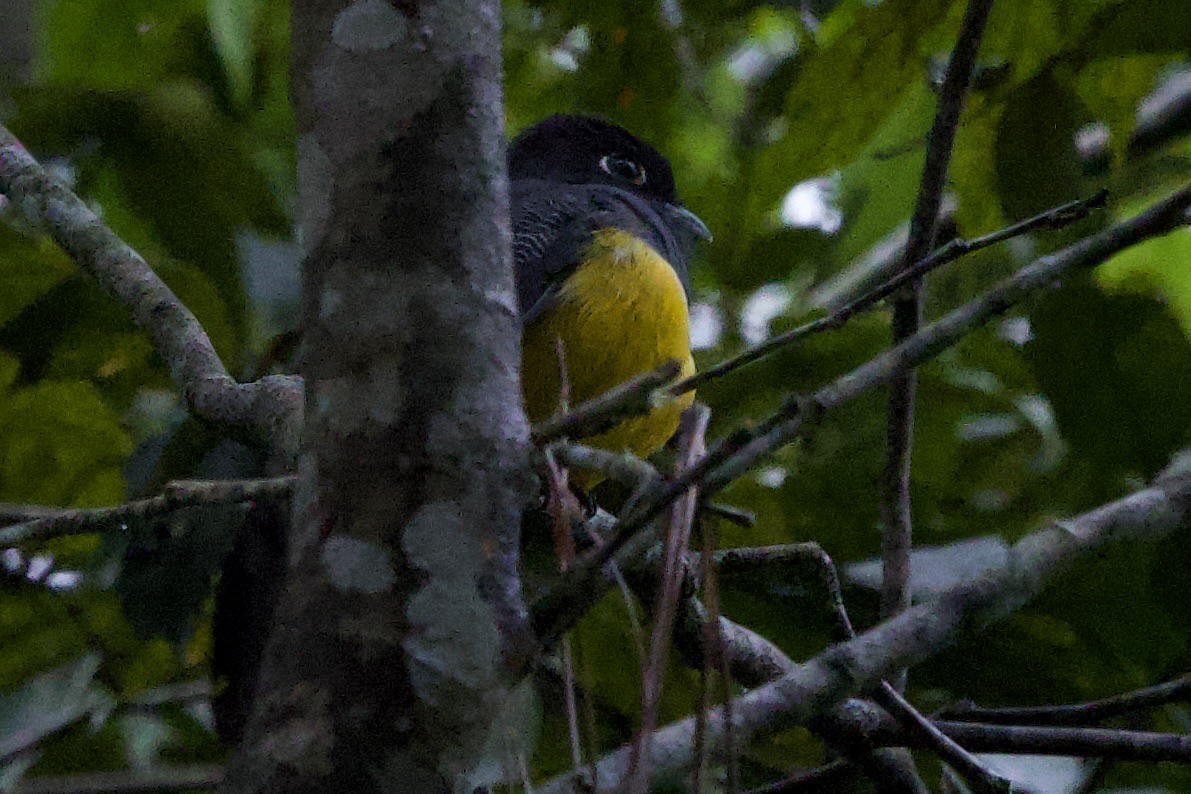 Gartered Violaceous Trogon - ML645618074