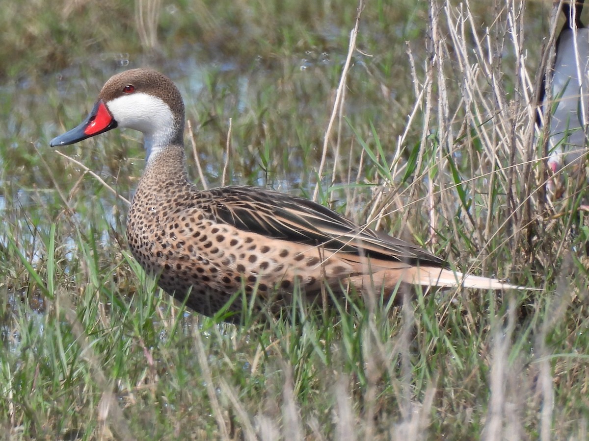 White-cheeked Pintail - ML645618076
