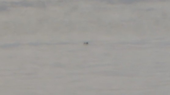 Ancient Murrelet - ML645618078