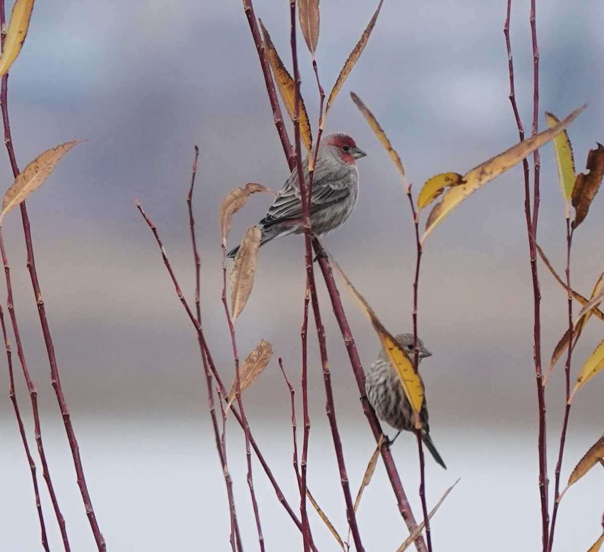 House Finch - ML645618088