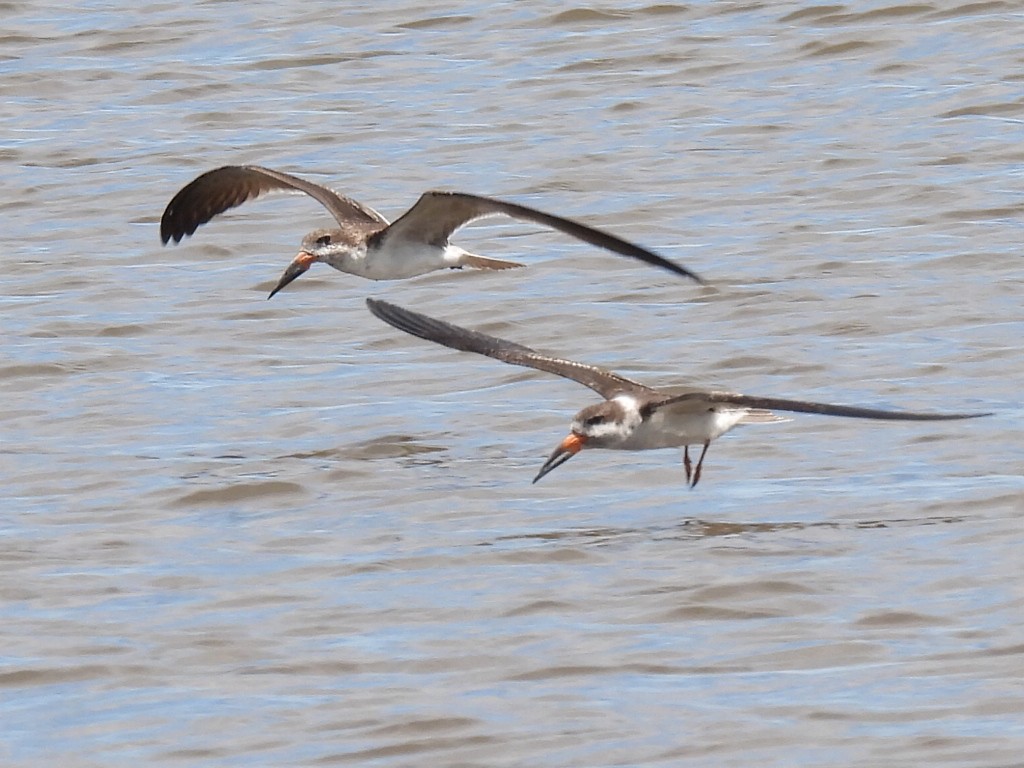 Black Skimmer - ML645618095