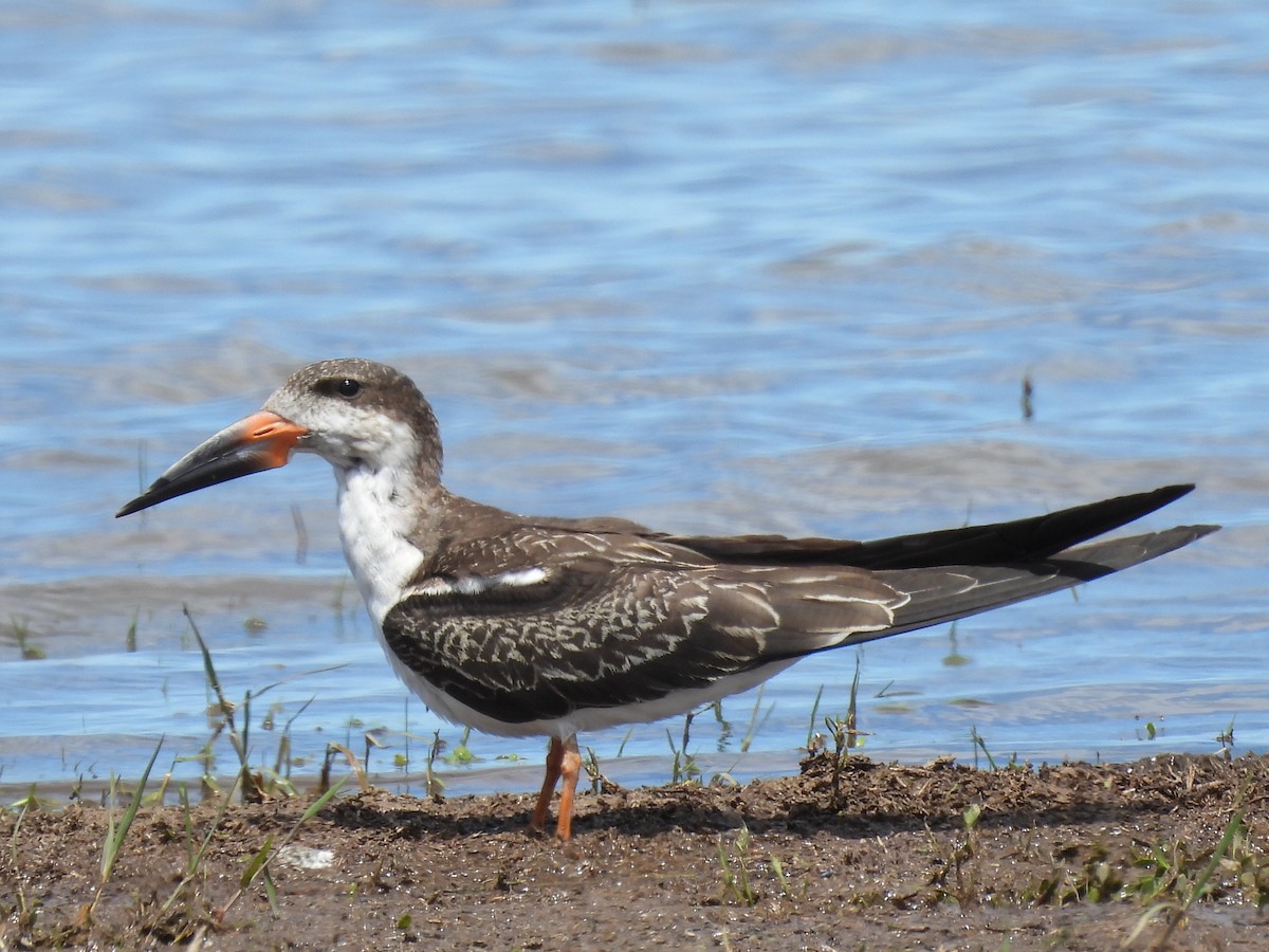 Black Skimmer - ML645618096