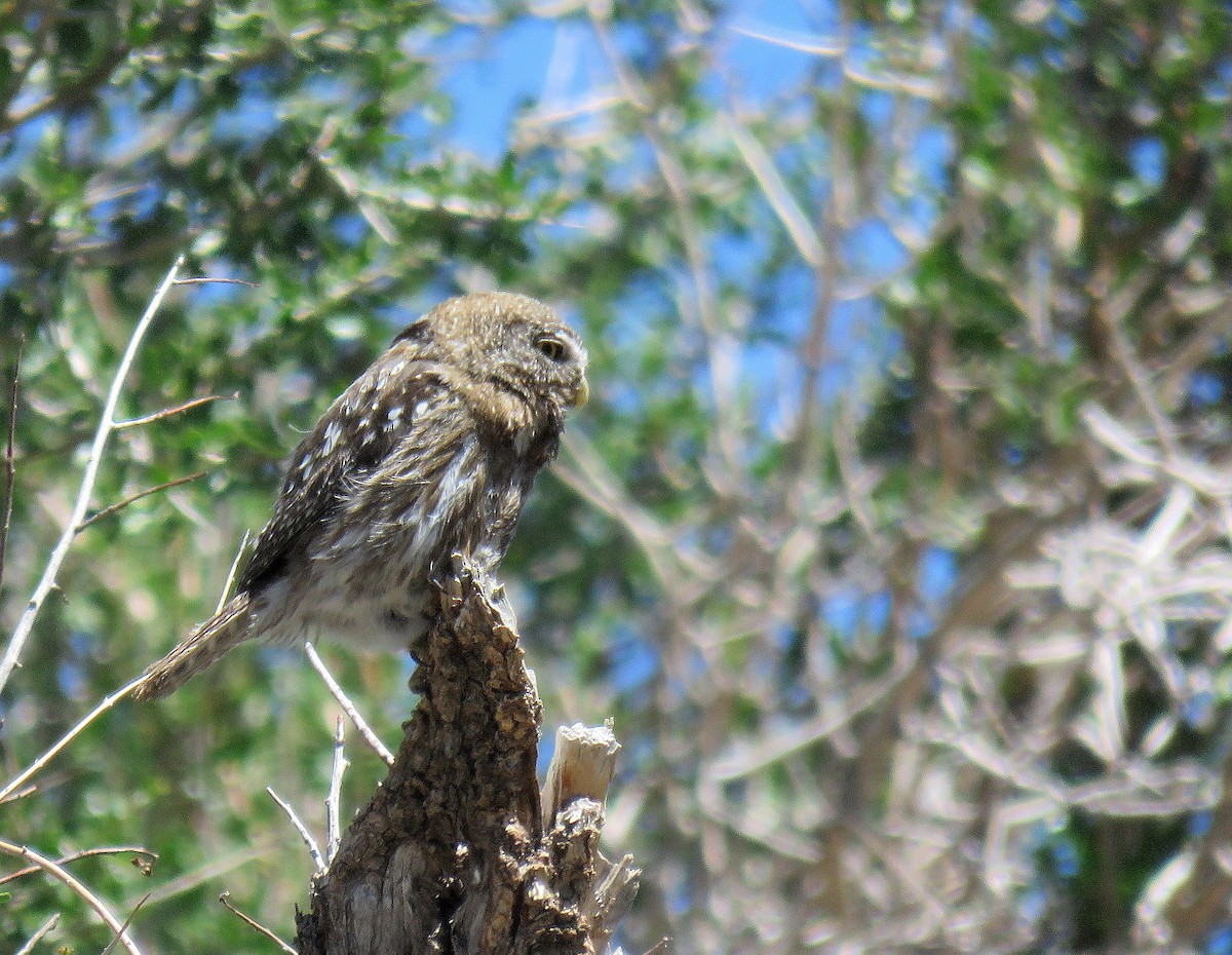 Austral Pygmy-Owl - ML645618103