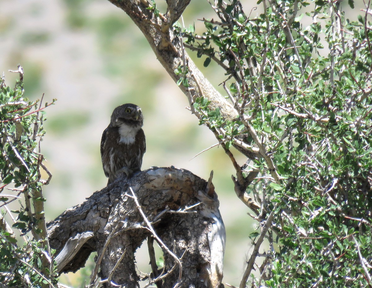 Austral Pygmy-Owl - ML645618104