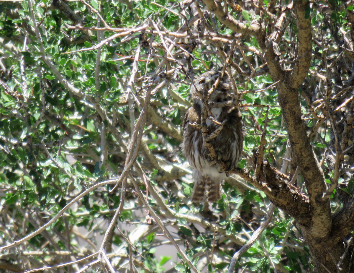 Austral Pygmy-Owl - ML645618105