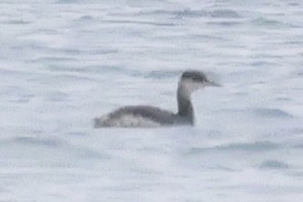 Пірникоза сірощока - ML645618107