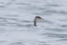 Пірникоза сірощока - ML645618108