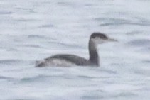 Пірникоза сірощока - ML645618109