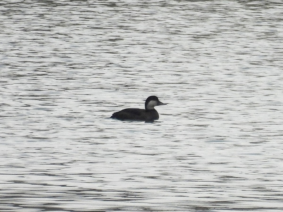 turpan žlutozobý - ML645618113