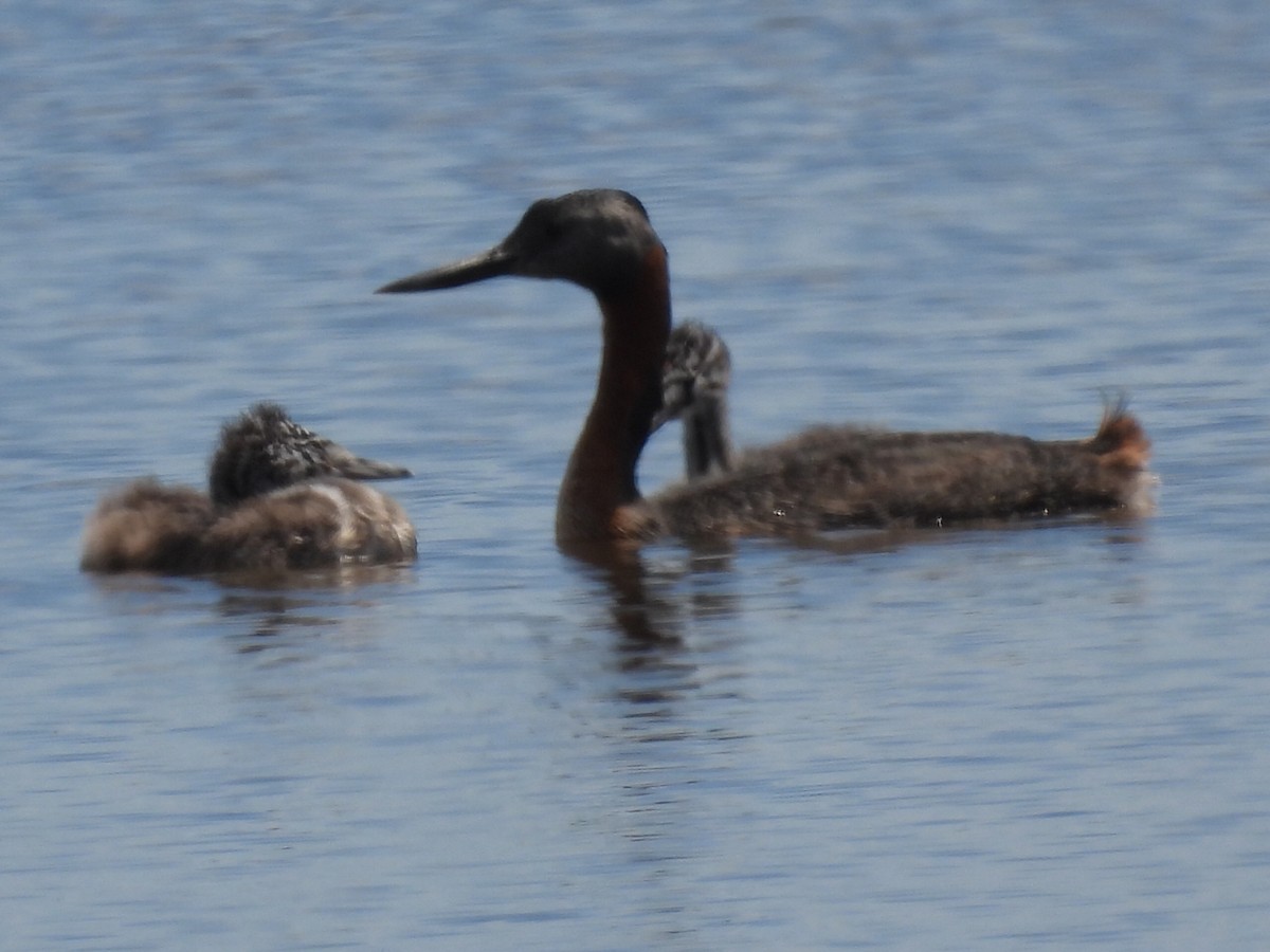 Great Grebe - ML645618117