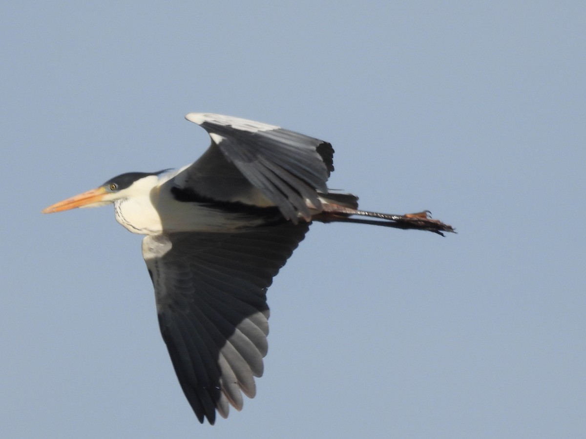 Cocoi Heron - ML645618131