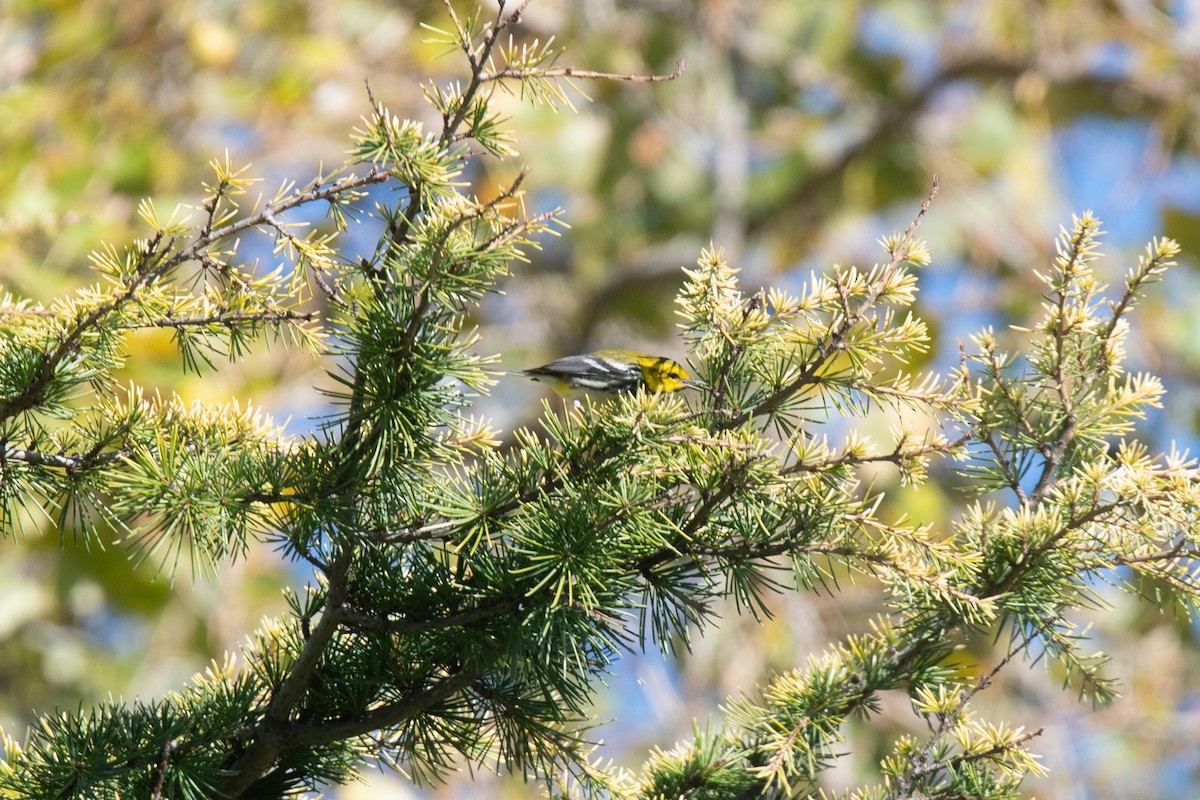 Black-throated Green Warbler - ML645618135