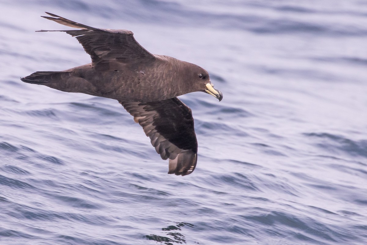 Westland Petrel - ML645618148