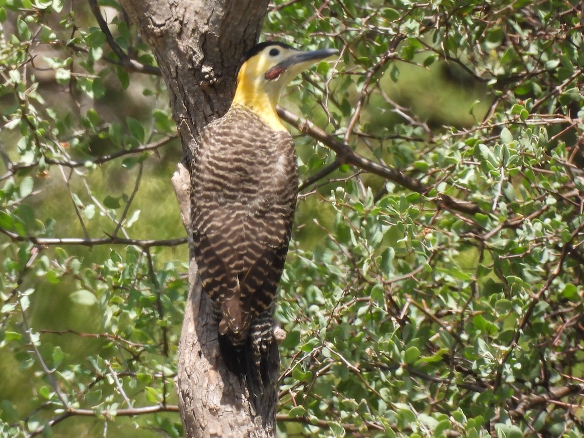 Campo Flicker - ML645618149