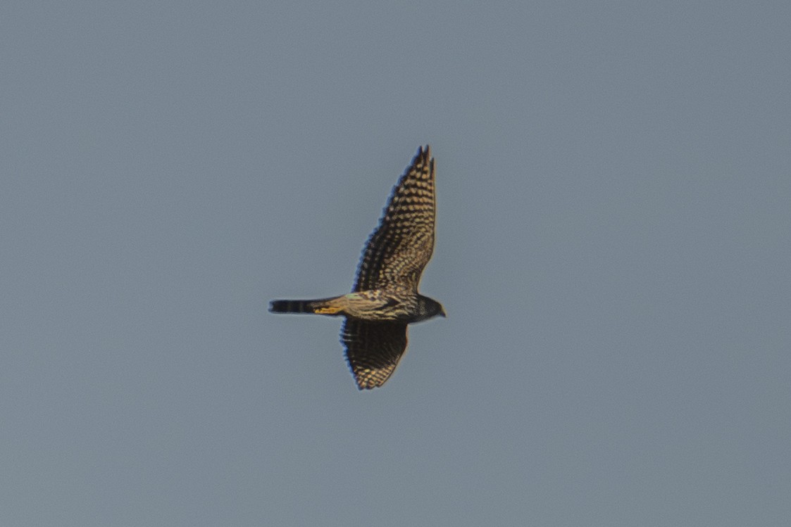 dřemlík tundrový - ML645618152