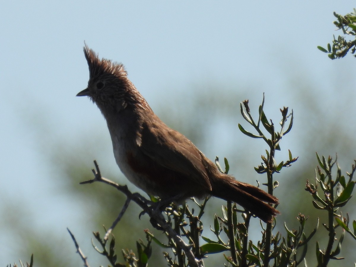 Crested Gallito - ML645618219