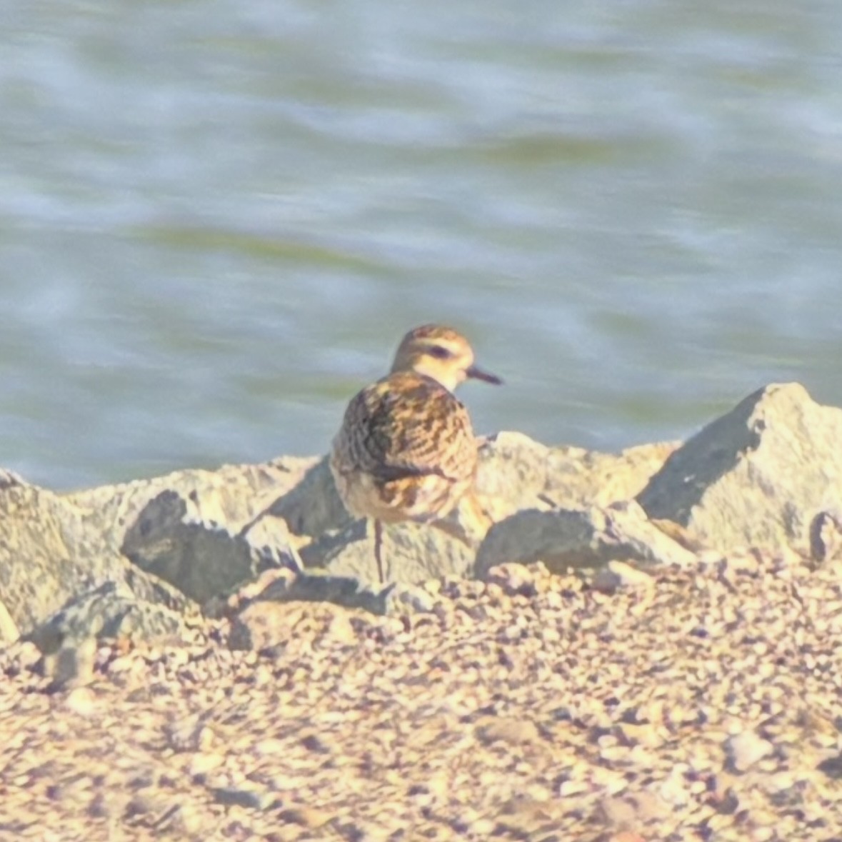 Pacific Golden-Plover - ML645618220