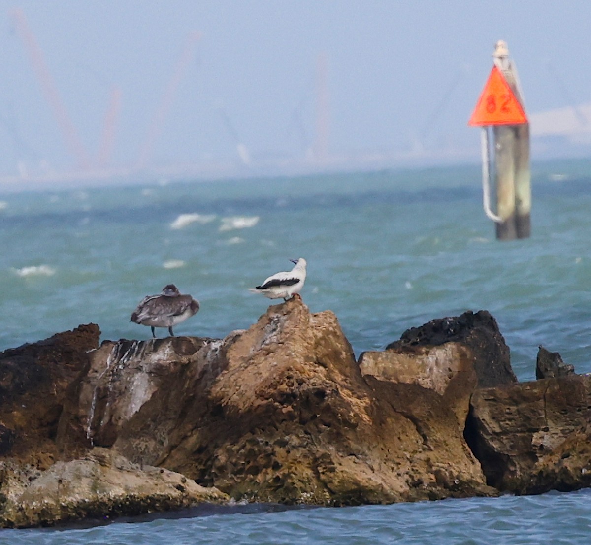 Red-footed Booby - ML645618221