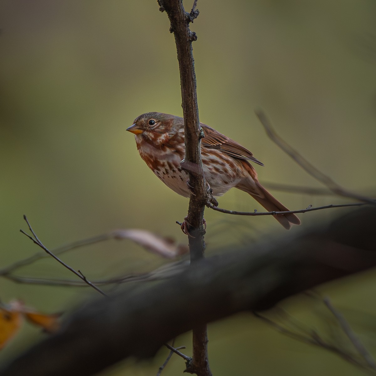 Chingolo Zorruno - ML645618225