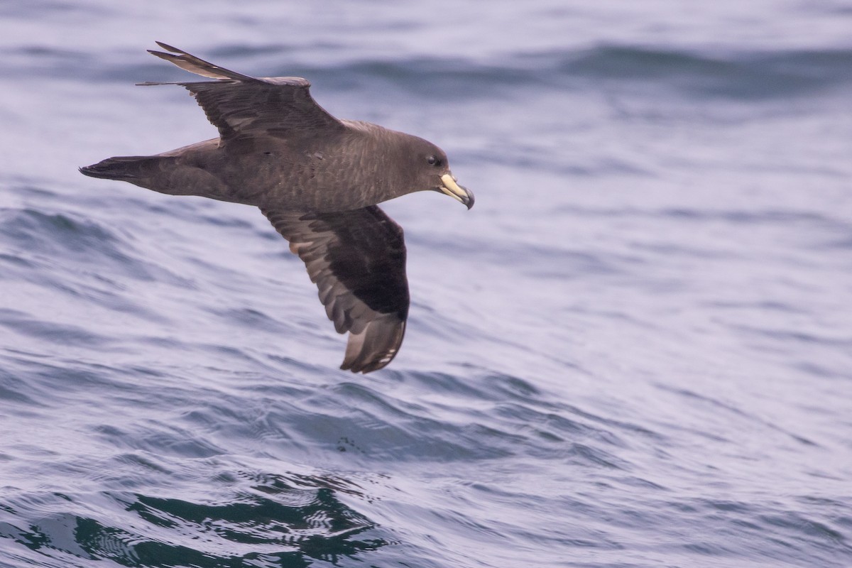 Westland Petrel - ML645618227