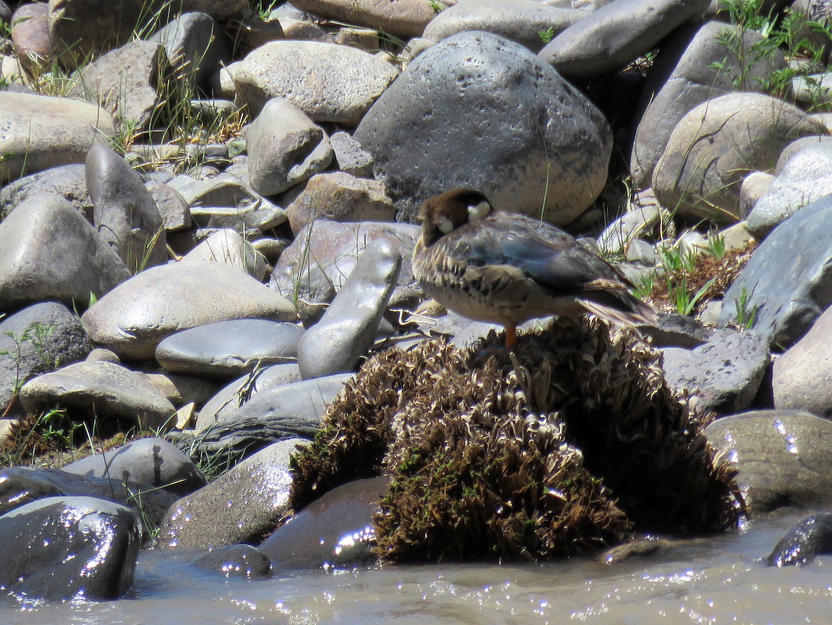 kachna bronzovokřídlá - ML645618234