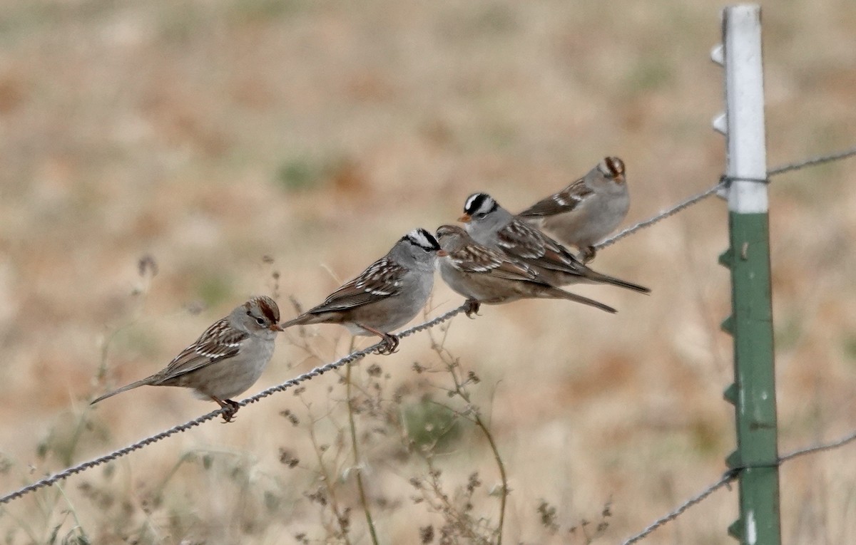 White-crowned Sparrow - ML645618235